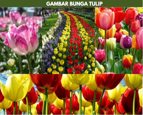 gambar bunga tulip