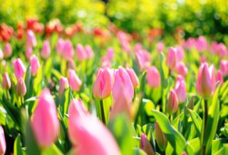 harga bunga tulip pink atau merah muda