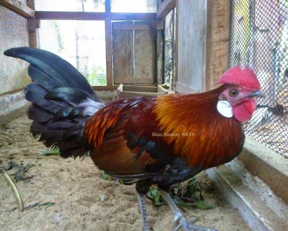 Harga Ayam hutan kasintu (ayam hutan merah)