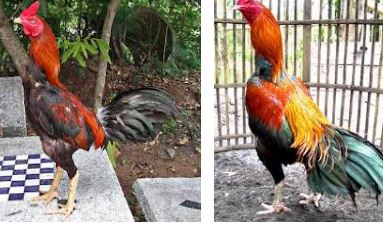 Informasi Harga Ayam Bangkok di Pasaran Jantan Betina Maret 2022