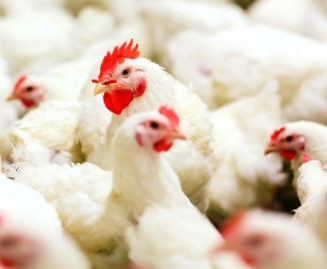 Informasi Harga Ayam Broiler Hari Ini Maret 2021
