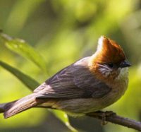 Harga Burung Yuhina Kalimantan