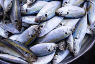 Informasi Harga Ikan Kembung Januari 2021