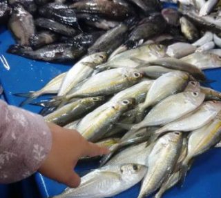 Informasi Harga Ikan Kembung Januari 2021