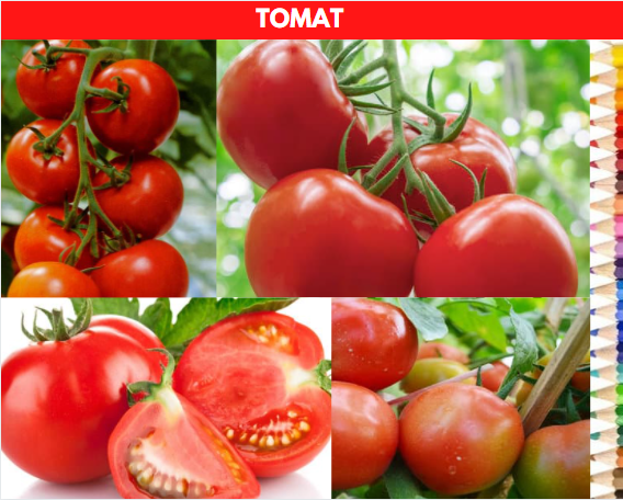 harga tomat hari ini