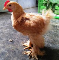 Harga Ayam Brahma Anakan