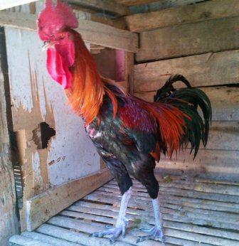 Informasi Harga Ayam  Pelung  Juni 2021