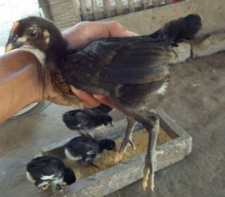 Harga Ayam Peru Anakan