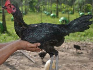 Harga Ayam Peru Betina