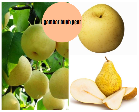 gambar buah pear