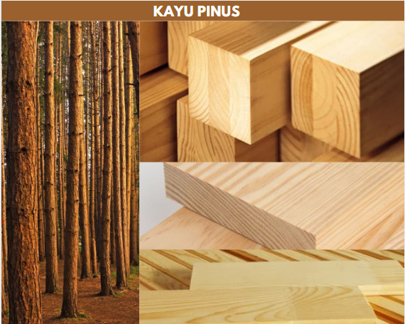 Gambar Kayu Pinus
