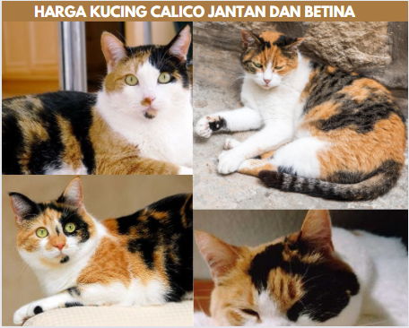 Harga Kucing Calico Jantan dan betina