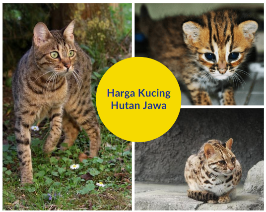 Harga Kucing Hutan Jawa